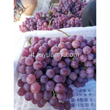 Hot Sell Fresh Sweet Red Grapes